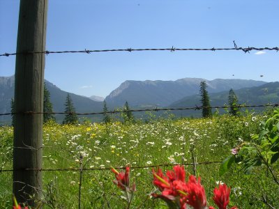 Paint Brush, Daisies, and Tall Buttercups.